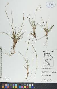 Carex capillaris image