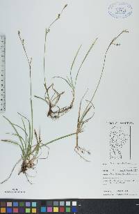 Carex vaginata image