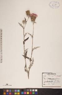 Cirsium flodmanii image