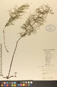 Equisetum sylvaticum image