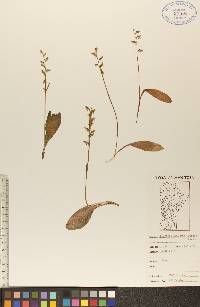 Platanthera obtusata image