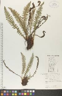 Dryopteris fragrans image