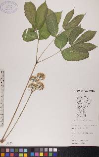 Aralia nudicaulis image