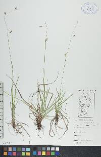 Carex capillaris image