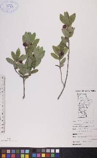 Lonicera oblongifolia image