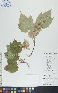 Acer spicatum image