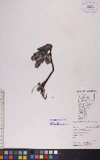 Salix arctophila image