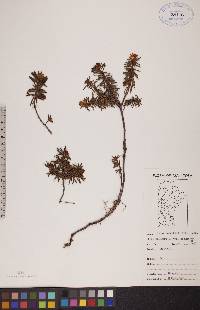 Rhododendron tomentosum subsp. decumbens image