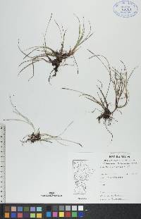 Carex scirpoidea image