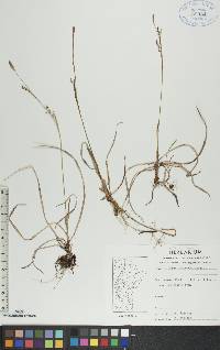 Carex vaginata image