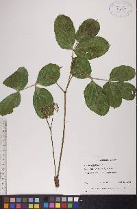 Aralia nudicaulis image