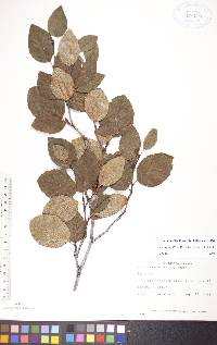 Alnus viridis image