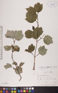 Viburnum edule image