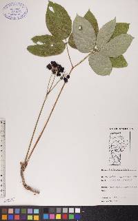 Aralia nudicaulis image