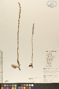 Spiranthes lacera var. lacera image