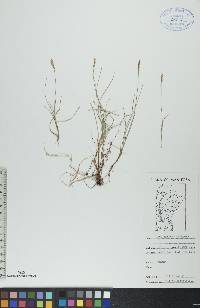 Carex gynocrates image