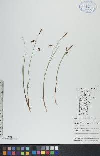 Carex paupercula image