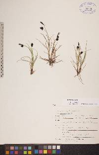 Carex saxatilis image