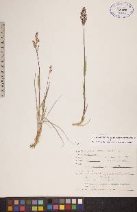 Arctagrostis latifolia subsp. latifolia image