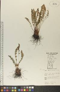 Woodsia ilvensis image