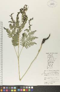 Pteridium aquilinum var. latiusculum image