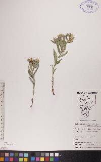 Lithospermum canescens image