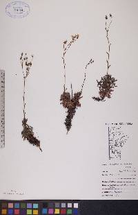 Saxifraga tricuspidata image