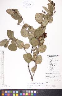 Alnus viridis image