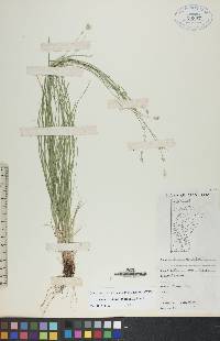 Carex radiata image