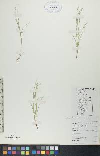 Carex disperma image