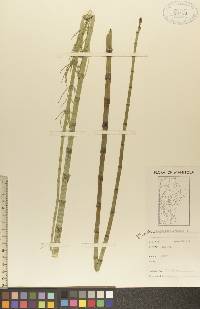 Equisetum fluviatile image