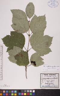 Viburnum edule image