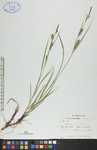 Carex houghtonii image