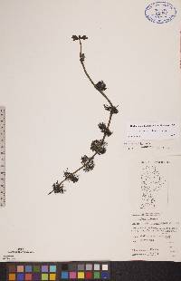 Bidens beckii image