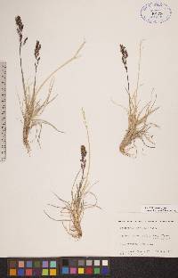 Deschampsia brevifolia image