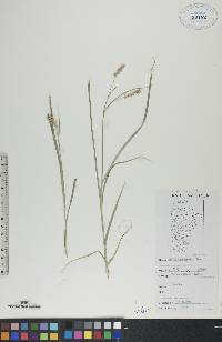 Carex sprengelii image