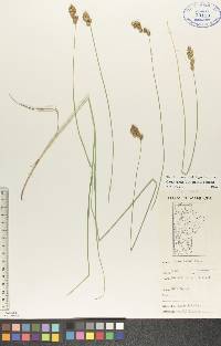 Carex bebbii image