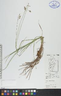 Carex paupercula image