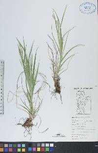 Carex sprengelii image