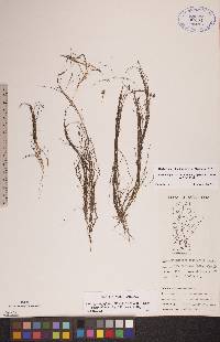 Stuckenia filiformis image