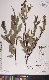 Salix planifolia image