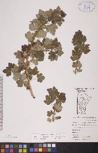 Ribes oxyacanthoides image