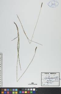 Carex scirpoidea image