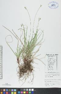 Carex peckii image