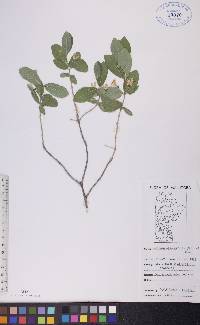 Lonicera oblongifolia image