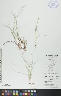 Carex disperma image