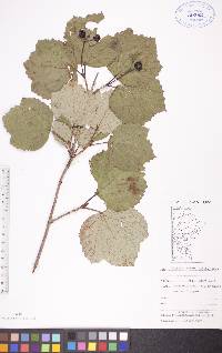 Viburnum edule image