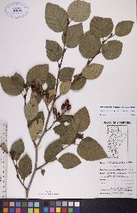 Alnus viridis image