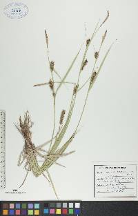 Carex houghtonii image