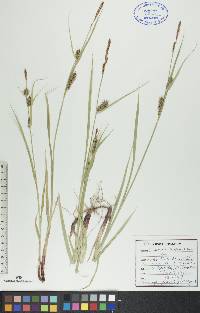 Carex houghtonii image